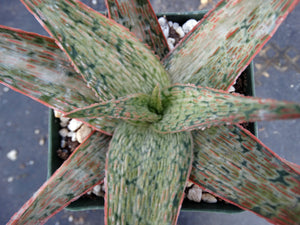Aloe x 'Pink Blush' Variegata