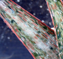 Load image into Gallery viewer, Aloe x &#39;Pink Blush&#39; Variegata
