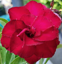 Load image into Gallery viewer, Adenium &#39;Plai Ngam&#39; Grafted Hybrid
