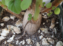 Load image into Gallery viewer, Plectranthus ernstii
