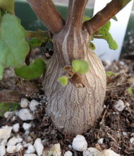 Load image into Gallery viewer, Plectranthus ernstii
