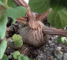 Load image into Gallery viewer, Plectranthus ernstii
