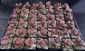 Pleiospilos nelii 'Royal Flush'