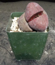 Load image into Gallery viewer, Pleiospilos nelii 'Royal Flush'
