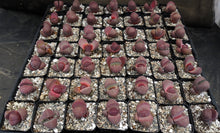 Load image into Gallery viewer, Pleiospilos nelii &#39;Royal Flush&#39;
