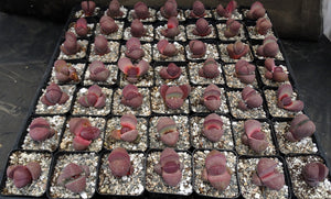 Pleiospilos nelii 'Royal Flush'