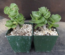 Load image into Gallery viewer, Portulaca molokeniensis
