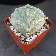 Load image into Gallery viewer, Pseudolithos harardheranus
