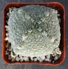 Load image into Gallery viewer, Pseudolithos harardheranus
