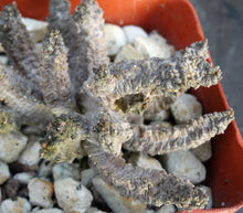 Load image into Gallery viewer, Pseudolithos mccoyi

