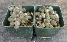 Load image into Gallery viewer, Puna bonnieae
