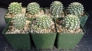Pygmaeocereus bieblii