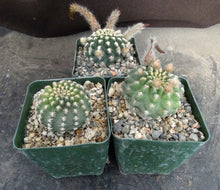 Load image into Gallery viewer, Pygmaeocereus bieblii
