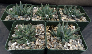 Rabiea difformis *Cold Hardy Mesemb*