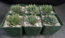 Load image into Gallery viewer, Rabiea difformis *Cold Hardy Mesemb*
