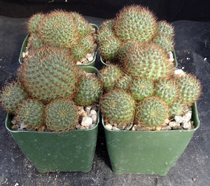 Rebutia fulviceta