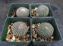 Load image into Gallery viewer, Rebutia krainziana *Clumping Plants*
