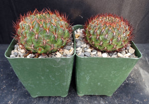 Rebutia mentosa