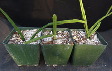 Load image into Gallery viewer, Rhipsalis pentaptera
