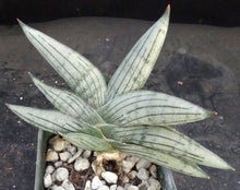 Load image into Gallery viewer, Sansevieria x 'Rookie' *Beautiful Stripes!* (Dracaena)
