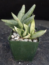 Load image into Gallery viewer, Sansevieria Thai Hybrid A (Dracaena)
