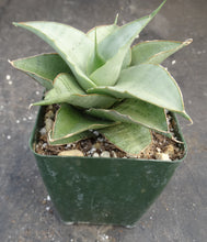 Load image into Gallery viewer, Sansevieria Thai Hybrid (Dracaena)
