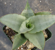 Load image into Gallery viewer, Sansevieria Thai Hybrid (Dracaena)
