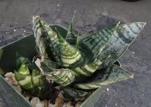 Load image into Gallery viewer, Sansevieria Thai Hybrid B (Dracaena)
