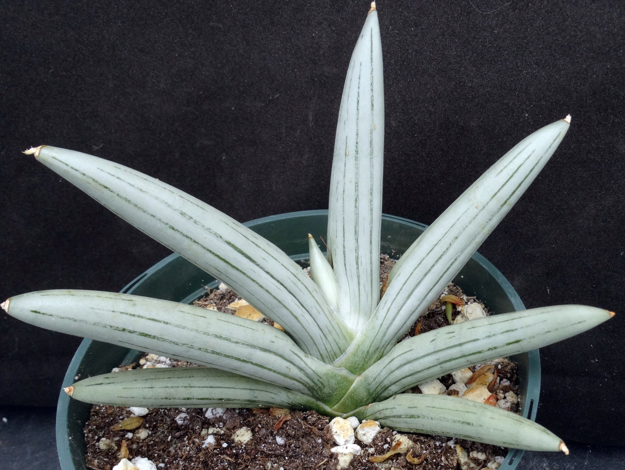 sansevieria white stripes Sansevieria x 'Ice Man' *Beautiful Stripes!* (Dracaena) – Kyle's Plants