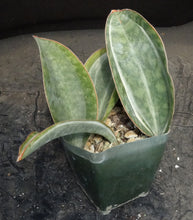 Load image into Gallery viewer, Sansevieria masoniana *variegated*
