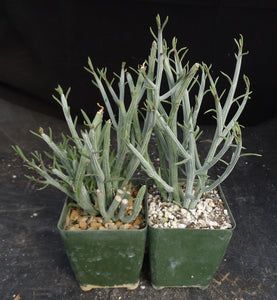 Senecio descoingsii
