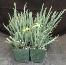 Load image into Gallery viewer, Senecio descoingsii
