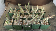 Load image into Gallery viewer, Senecio stapiliiformis

