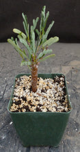 Load image into Gallery viewer, Senna meridionalis *Folding Leaves*
