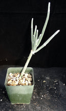 Load image into Gallery viewer, Seyrigia humbertii
