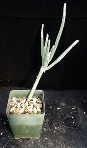 Seyrigia humbertii