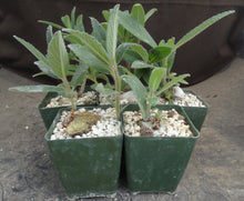 Load image into Gallery viewer, Sinningia tubiflora
