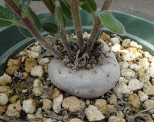 Load image into Gallery viewer, Sinningia tubiflora *larger*
