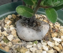 Load image into Gallery viewer, Sinningia tubiflora *larger*

