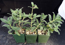 Load image into Gallery viewer, Sinningia tubiflora

