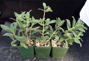 Sinningia tubiflora