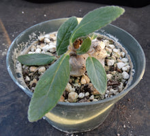 Load image into Gallery viewer, Sinningia tubiflora
