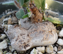 Load image into Gallery viewer, Sinningia tubiflora
