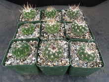 Load image into Gallery viewer, Stenocactus multicostatus
