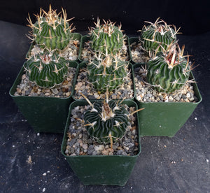 Stenocactus phyllacanthus v. violaciflorus *Wavy Ribs*