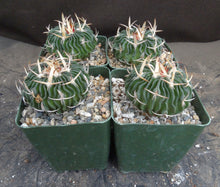 Load image into Gallery viewer, Stenocactus phyllacanthus v. violaciflorus *Wavy Ribs*
