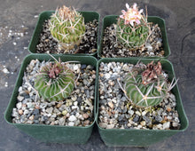 Load image into Gallery viewer, Stenocactus phyllacanthus v. violaciflorus *Wavy Ribs*
