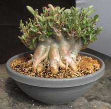 Load image into Gallery viewer, Adenium 'Thai Socotranum' Stilt Root
