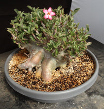Load image into Gallery viewer, Adenium 'Thai Socotranum' Stilt Root
