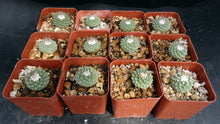 Load image into Gallery viewer, Strombocactus disciformis
